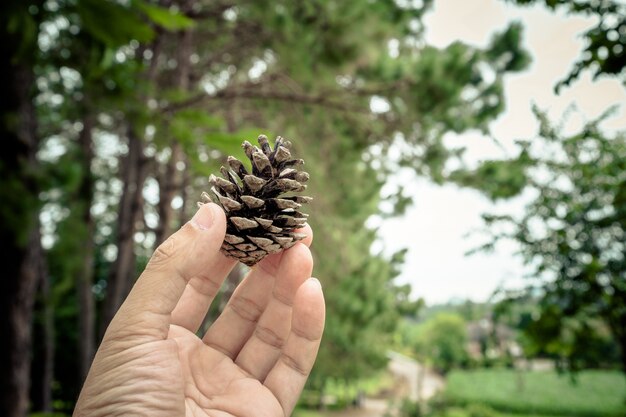 Conos de pino en mano con fondo de árbol de pino