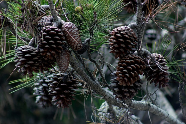 Foto conos de pino de navidad natural bosque de invierno de cerca