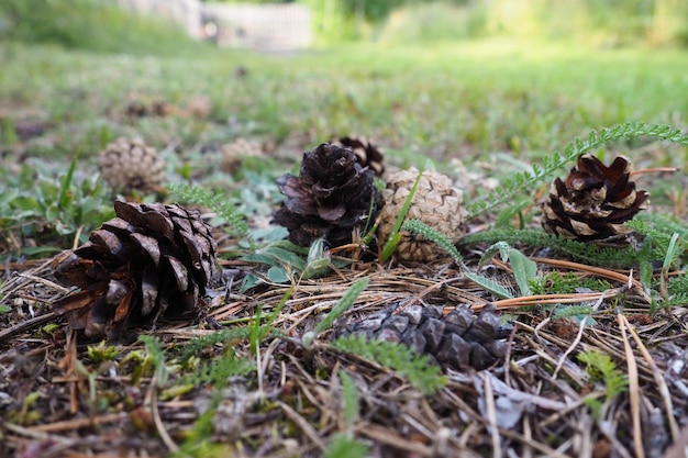 Los conos de pino o abeto yacen en el viejo follaje seco y en las agujas de pino en un camino forestal cerrado en una conife