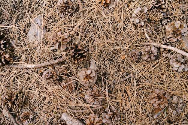 Conos de pino seco en el suelo del bosque entre agujas de pino