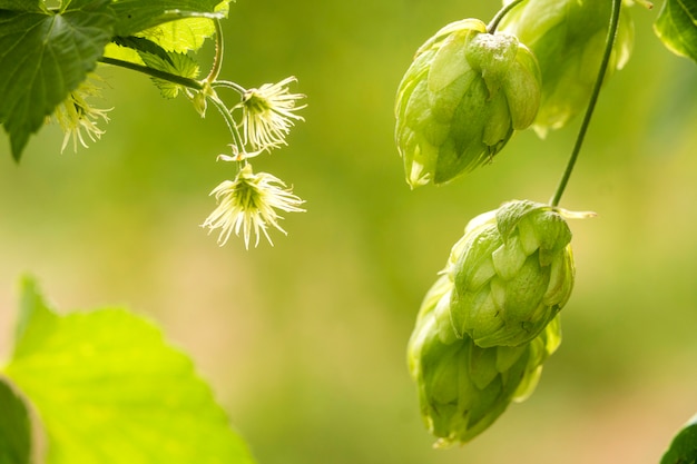 Conos de salto frescos verdes para hacer el primer de la cerveza y del pan, fondo agrícola.