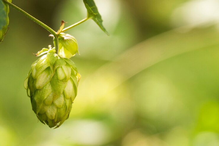 Conos de salto frescos verdes para hacer el primer de la cerveza y del pan, fondo agrícola.