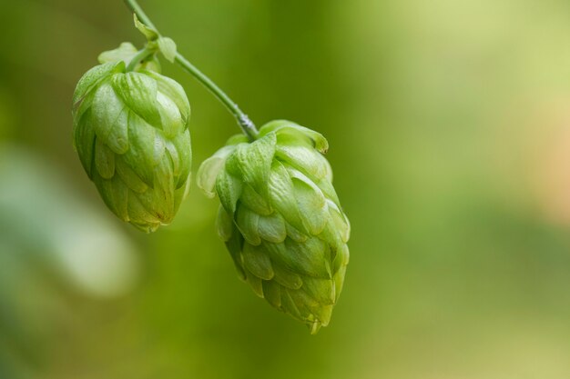 Conos de salto frescos verdes para hacer el primer de la cerveza y del pan, fondo agrícola.