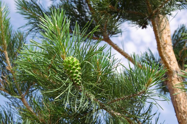 Conos verdes jóvenes en ramas de pino contra el cielo azul