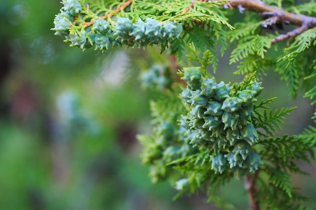 Conos verdes de thuja western en una rama, primer plano