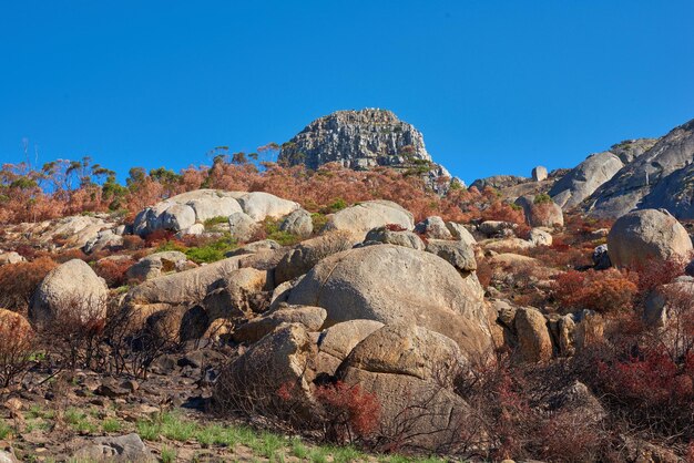 Consecuencias de un incendio forestal en la montaña Lions Head Ciudad del Cabo Sudáfrica Árboles muertos que cubren la ladera de una colina después de que el fuego del calentamiento global destruyera el medio ambiente El cambio climático afecta los hábitats naturales