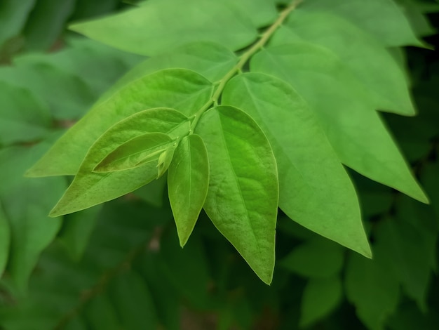 Consejo de primer plano de frescas hojas verdes jóvenes