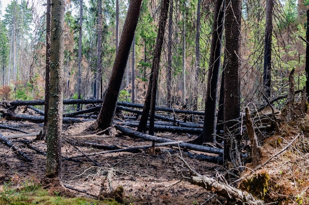 Consequências de um incêndio florestal queimou troncos de árvores na floresta