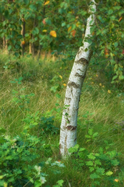 Conservação ambiental da natureza e reserva de uma floresta de bétulas em uma floresta remota e decidida Paisagem de plantas de árvores de madeira que crescem em uma paisagem tranquila, serena e pacífica com flora exuberante