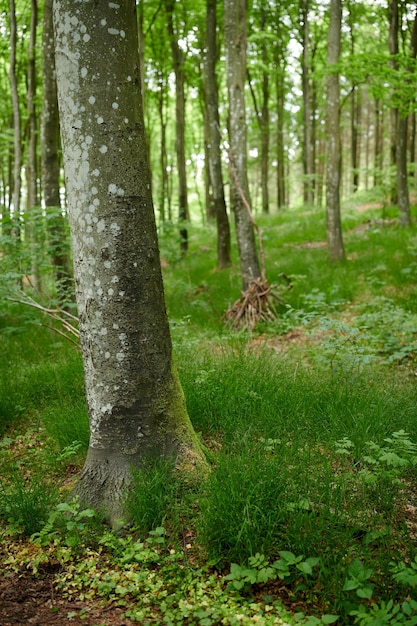 Conservação ambiental da natureza e reserva de uma floresta de bétulas em uma floresta remota Vista da paisagem de árvores e plantas de madeira que crescem em uma paisagem tranquila, serena e pacífica com flora exuberante