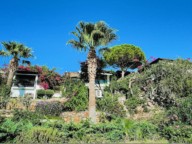 Conservación de la naturaleza y concepto de ecoambiente plantas y flores botánicas en el jardín de verano