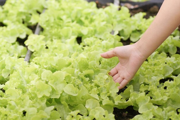 Consigue verduras orgánicas de la mano