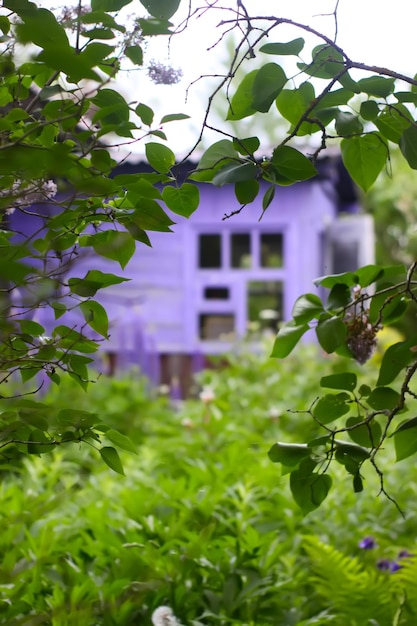 Construcción de casas rurales de madera y plantas verdes en temporada de verano