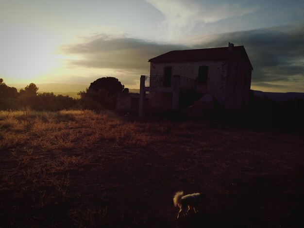 Foto construyendo con un pequeño perro en un campo contra el cielo oscuro