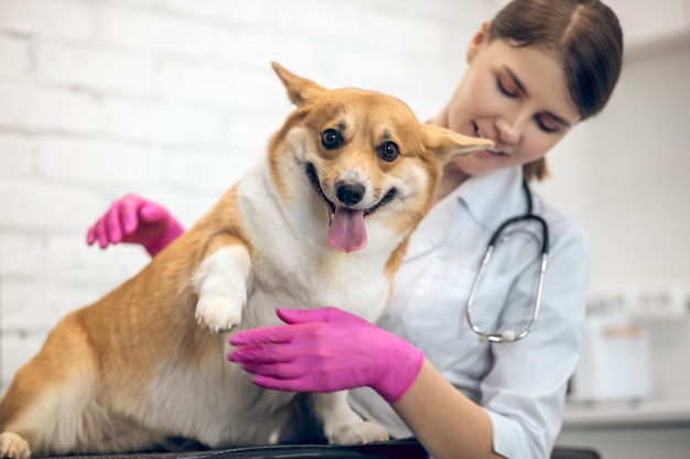 Consultório médico. Médica veterinária sorridente examinando um cachorro fofo em uma clínica