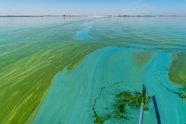 La contaminación del agua por la floración de cianobacterias de algas verdiazules es un problema ambiental mundial del agua
