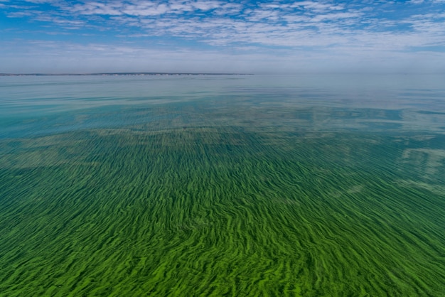 La contaminación del agua por la floración de cianobacterias de algas verdiazules es un problema ambiental mundial