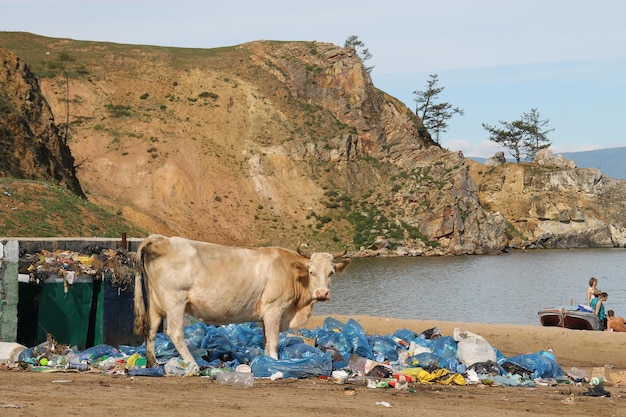 Contaminación de la naturaleza y el medio ambiente La vaca come en la basura Basura en lugares de descanso