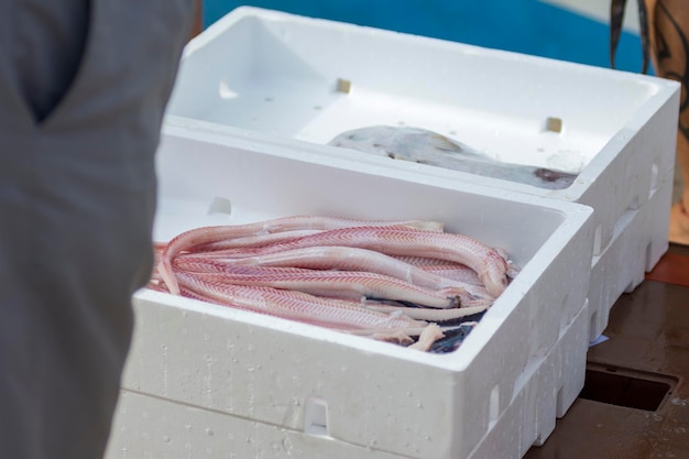 Contenedores blancos con captura de peces marinos, delicias oceánicas. Pescado fresco para subasta.