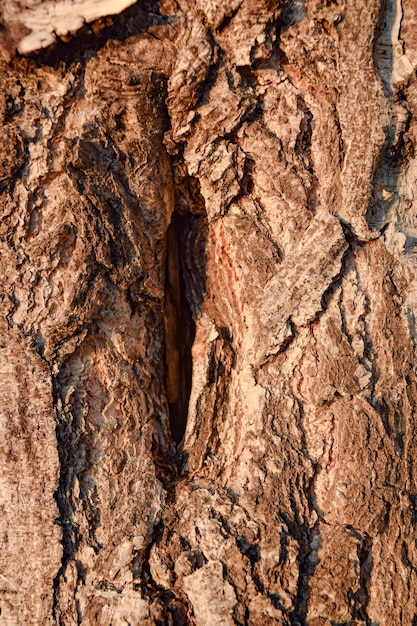 Contexto de casca de árvore de textura de fundo de madeira