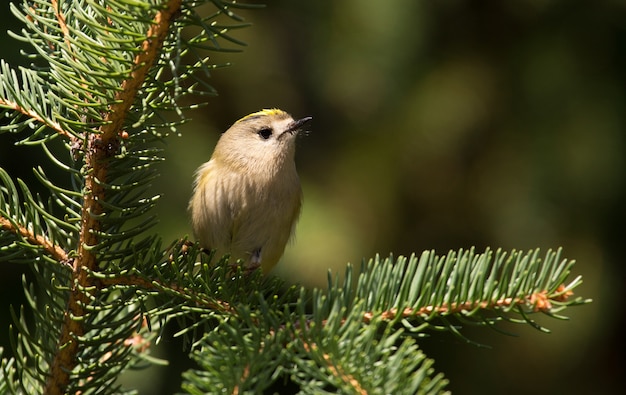 Continental goldcrest se asienta sobre una rama de abeto