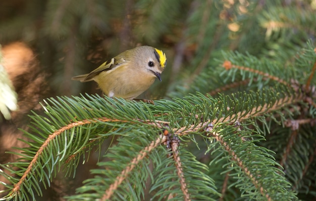 Continental goldcrest se asienta sobre una rama de abeto