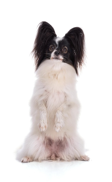 Continental toy spaniel papillon perro que es un showman aislado sobre fondo blanco en el estudio