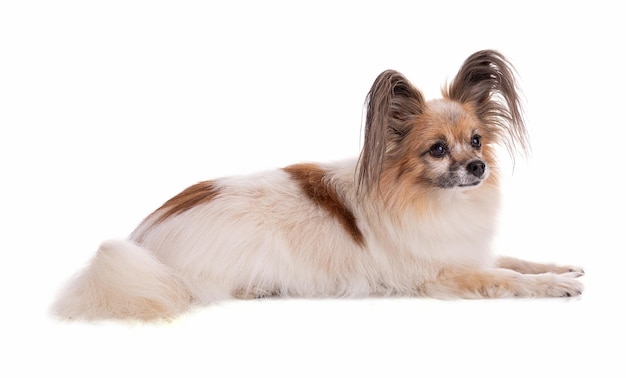 Continental toy spaniel papillon perro recubierto y aislado sobre fondo blanco en el estudio