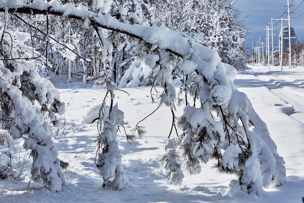 Conto de fadas inverno cuidando da beleza da natureza snowstorm