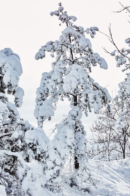 Conto de fadas inverno cuidando da beleza da natureza snowstorm