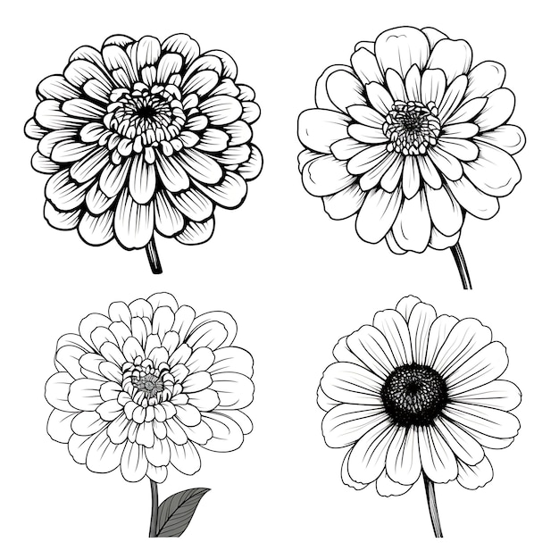 Contorno de flor de Zinnia desenhado à mão Cor preta em fundo branco Conto contorno minimalista simples