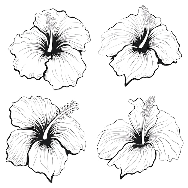 Foto contorno de hibisco desenhado à mão cor preta em fundo branco contorno se contorno minimalista simples