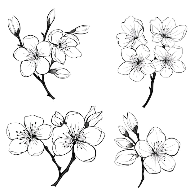 Foto contorno de flor de cerezo dibujado a mano color negro sobre fondo blanco contorno minimalista sencillo