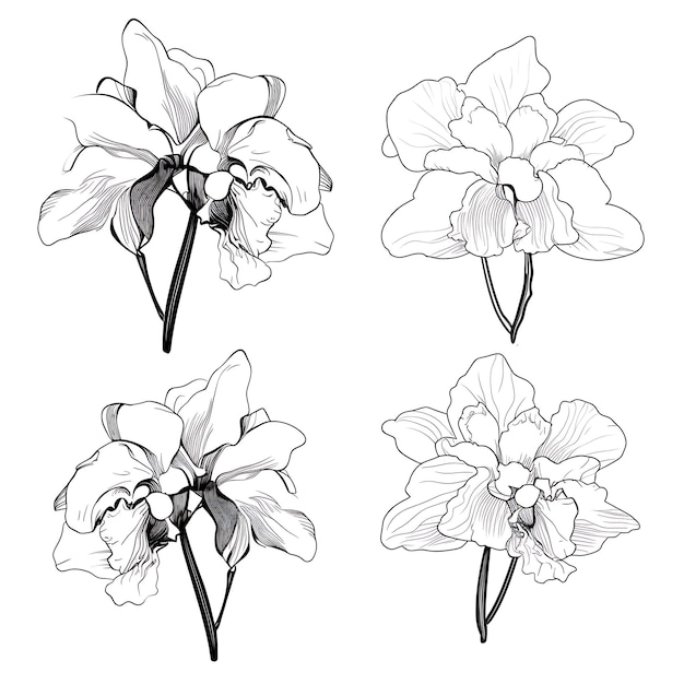Foto contorno de orquídea cattleya dibujado a mano color negro en fondo blanco contorno minimalista sencillo