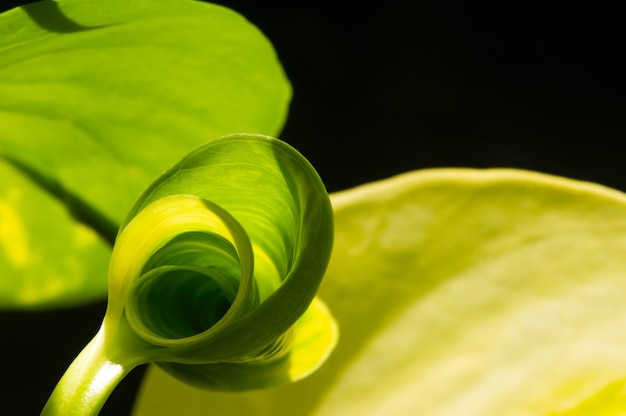 Contornos de una hoja verde joven con enfoque superficial