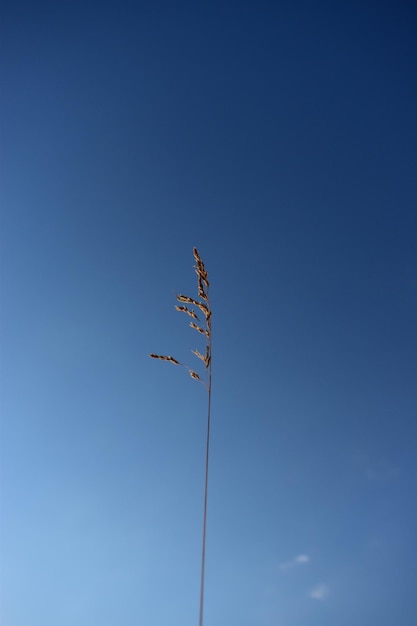 contra el cielo