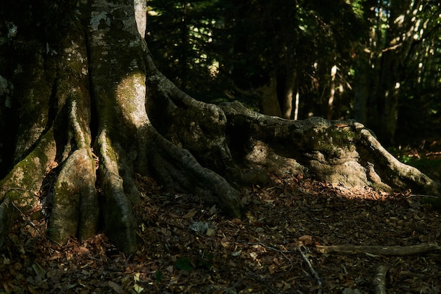 Contrafuerte de musgo raíces de un árbol viejo en una selva sombreada