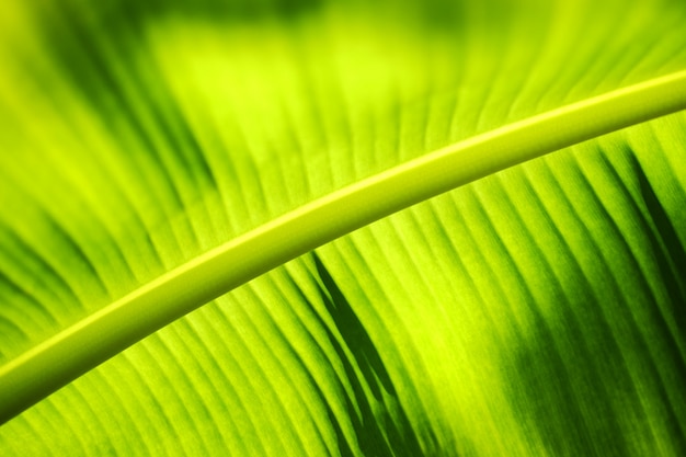 Contraluz de hoja de plátano verde con luz solar en jardín