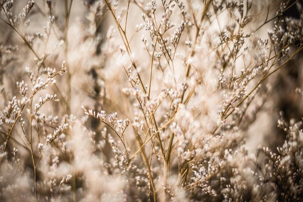 Contraste marrón beige luz Resumen real naturaleza foto fondo Macro prado campo hierba flor trigo hierba Estaciones otoño invierno primavera verano tono stock colección Desenfoque vintage efecto minimalismo