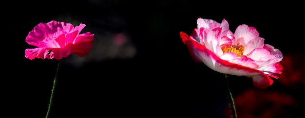 Contrastes pintorescos de mayo.Creación de un estado de ánimo.En el jardín amapolas en flor.Una flor delicada.Panorama.