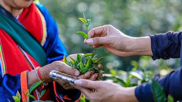 Control de calidad de las hojas de té en la mano por teléfono inteligente