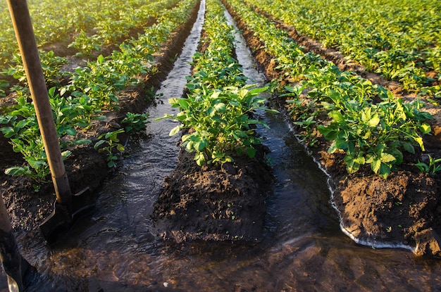 Control de flujo de agua de plantación Riego superficial de cultivos Flujos de agua a través de canales Agricultura europea Agricultura Agricultura Agroindustria y agroindustria Cultivo de hortalizas y alimentos