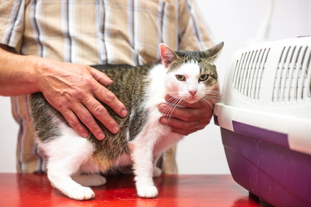 Control preventivo de un gato en una clínica veterinaria, concepto animal