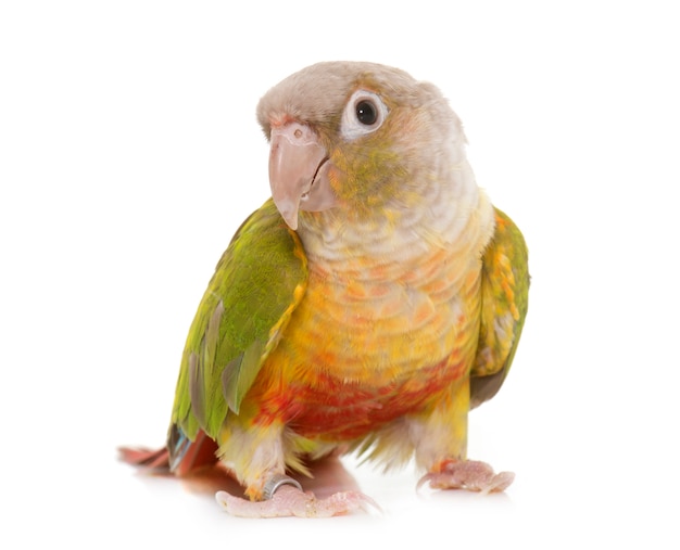 conure aislado