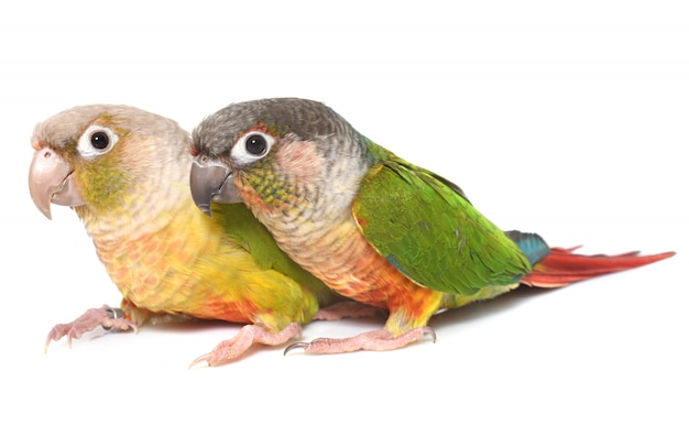 conure Zimt im Studio