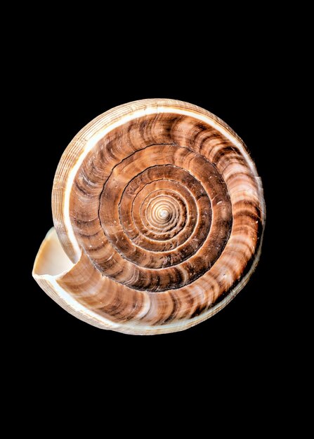 Conus Figulinus concha de mar sobre un fondo negro