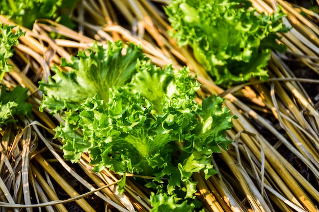 Conversión de vegetales orgánicos