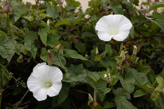 Convolvulus arvensis Feldwinde blüht in Polzeath Cornwall