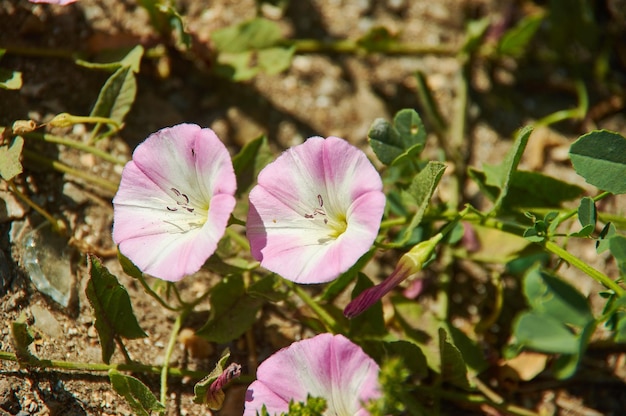 Convolvulus arvensis