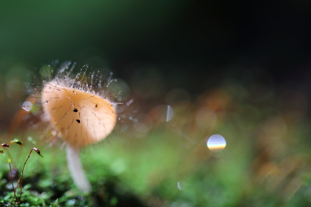 Cookeina sulcipes Copo de fungos em close-up